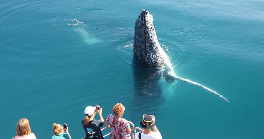 Hervey Bay 4-Hour Whale Watch Encounter - Why Hervey Bay is a strong place for whale watching