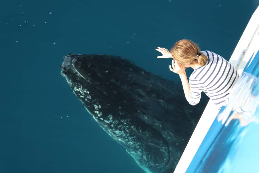 Hervey Bay 4-Hour Whale Watch Encounter - Boarding the Tasman Venture catamaran