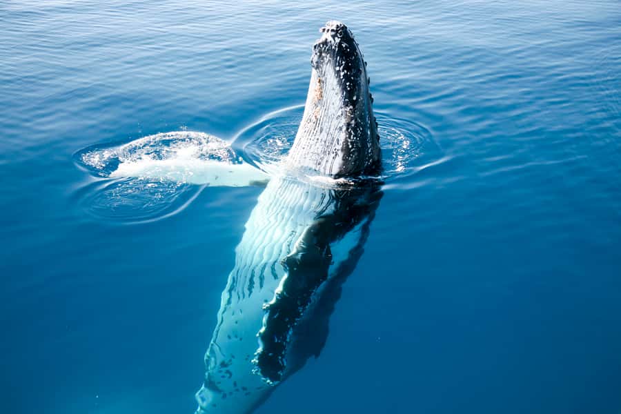 Hervey Bay 4-Hour Whale Watch Encounter - Crossing the Great Sandy Strait toward K’gari