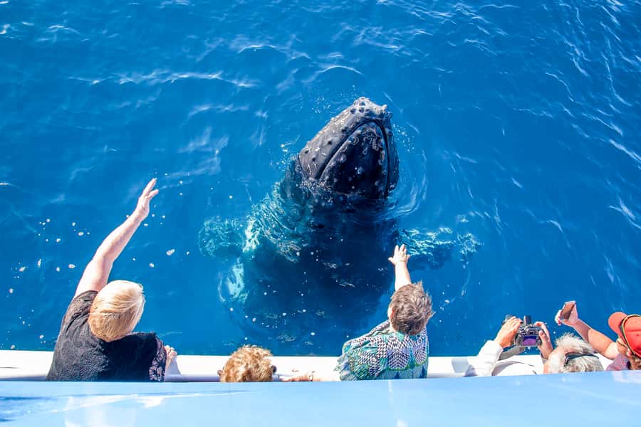 Hervey Bay 4-Hour Whale Watch Encounter - Four hours of natural whale behavior