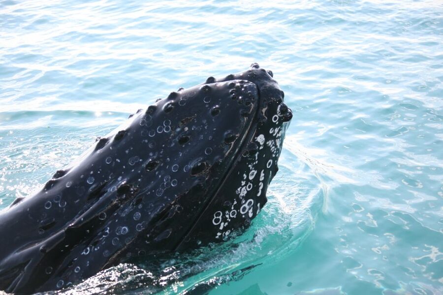 Hervey Bay 4-Hour Whale Watch Encounter - Commentary from Vicky, Rachel, and the crew