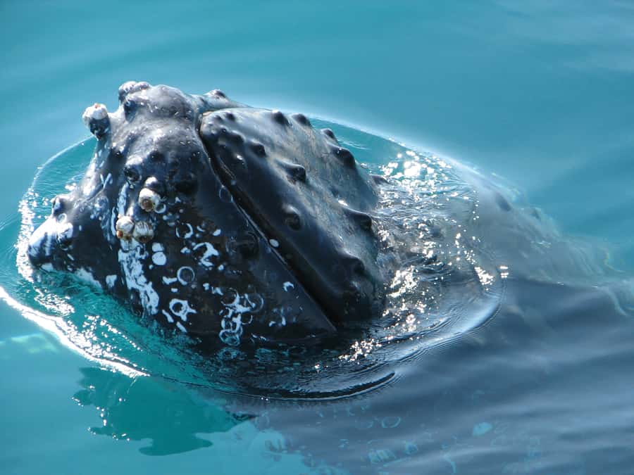 Hervey Bay 4-Hour Whale Watch Encounter - Morning tea, afternoon tea, and the antipasti platter