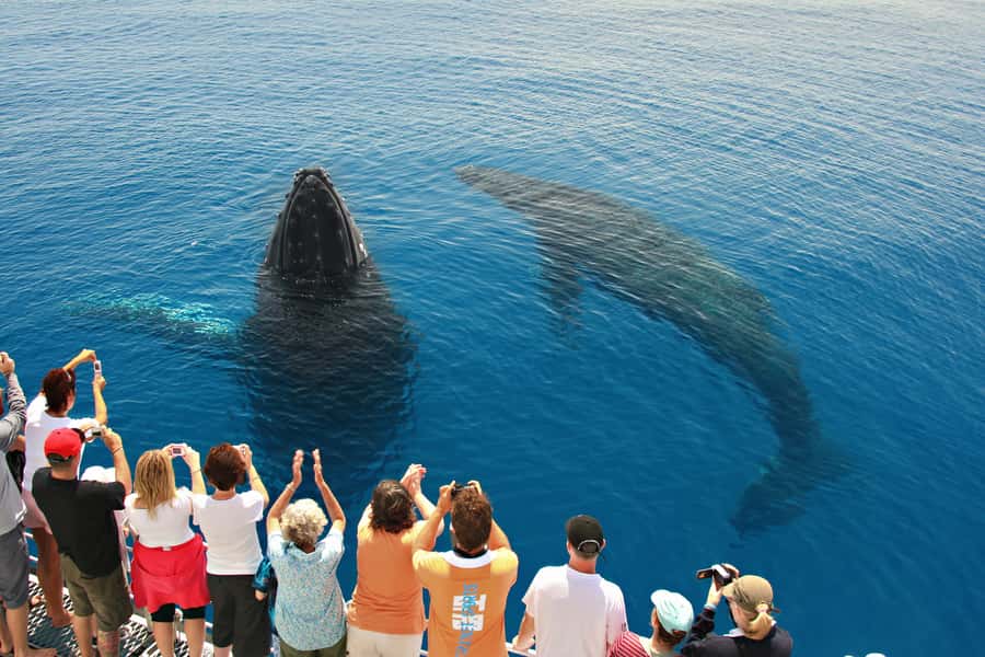 Hervey Bay 4-Hour Whale Watch Encounter - The 45-minute ride from your accommodation