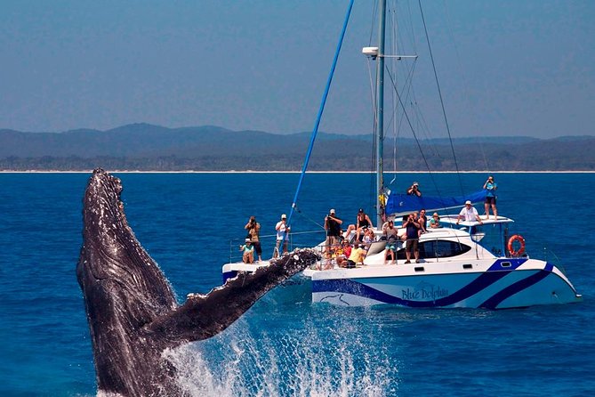 Hervey Bay: Best Value Half Day Whale Watching Cruise - Who should take this cruise?