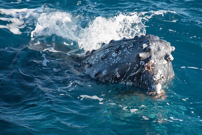 Hervey Bay: Best Value Half Day Whale Watching Cruise - The route toward K’gari and Platypus Bay
