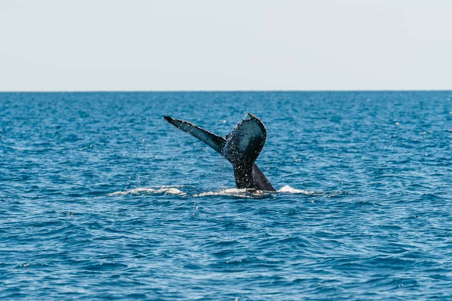 Hervey Bay: Exclusive Whale Watch Encounter - Key points to know before booking