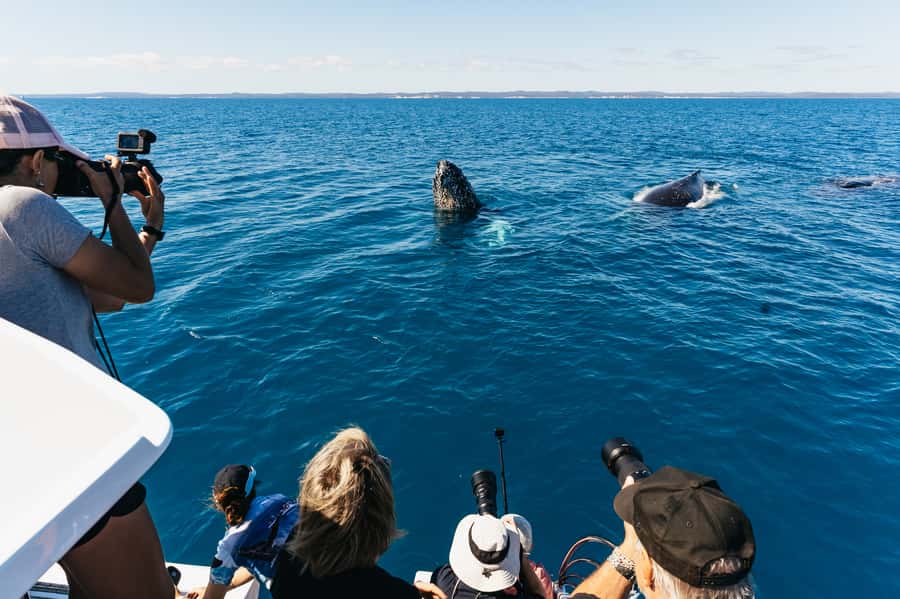 Hervey Bay: Exclusive Whale Watch Encounter - Why Hervey Bay works so well for whale watching