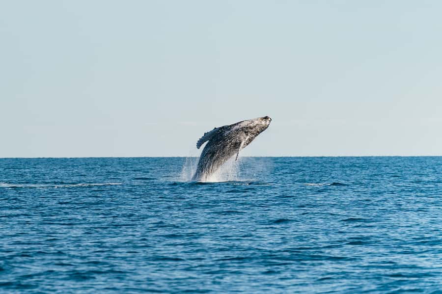 Hervey Bay: Exclusive Whale Watch Encounter - Peter Lynch’s approach to finding the whales