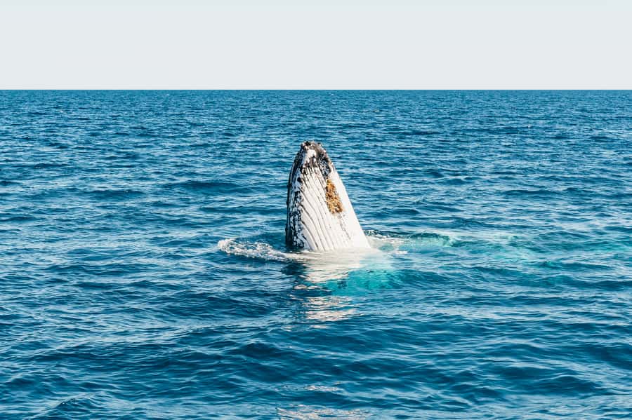 Hervey Bay: Exclusive Whale Watch Encounter - Listening to humpback songs through the hydrophone