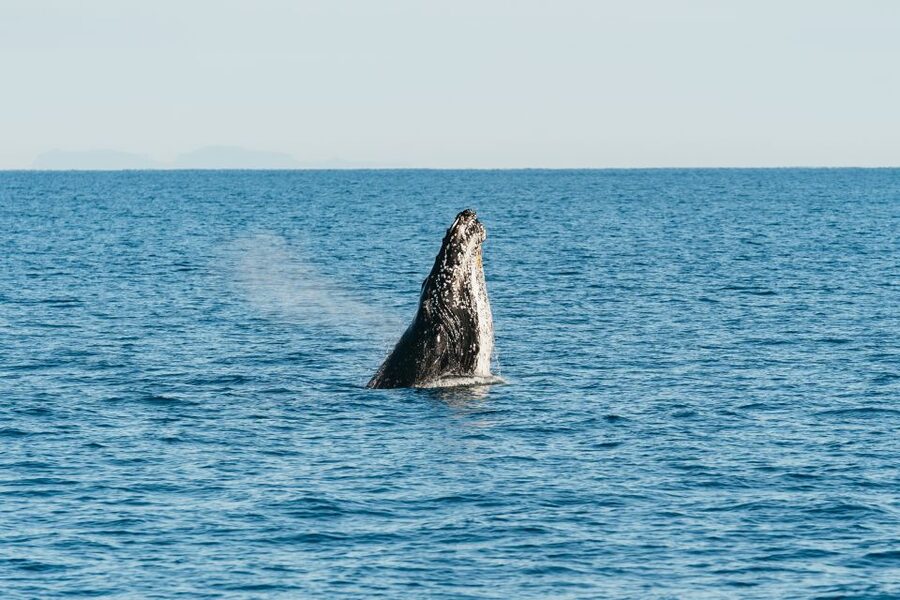 Hervey Bay: Exclusive Whale Watch Encounter - The in-water platform, if weather allows