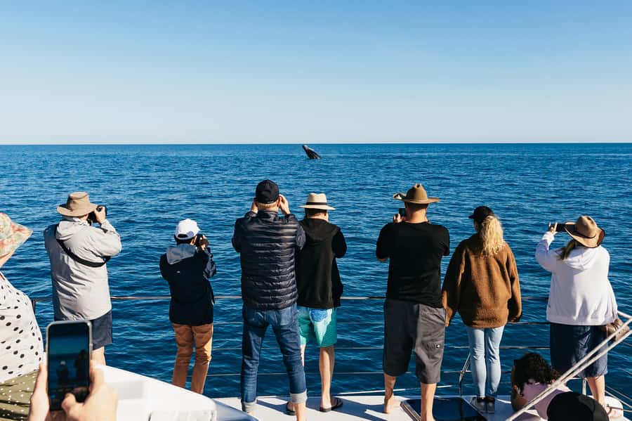 Hervey Bay: Exclusive Whale Watch Encounter - Boarding the sailing vessel at Great Sandy Straits Marina
