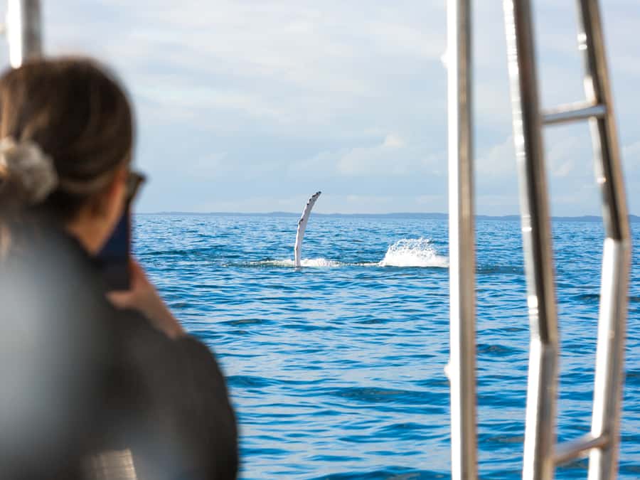 Hervey Bay: Half-Day Whale and Island Adventure by Boat - What the $116 price buys you