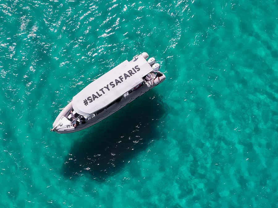 Hervey Bay: Half-Day Whale and Island Adventure by Boat - Who will enjoy Wipe Out most