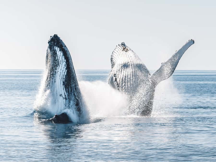 Hervey Bay: Half-Day Whale and Island Adventure by Boat - Leaving Urangan for the Great Sandy Straits