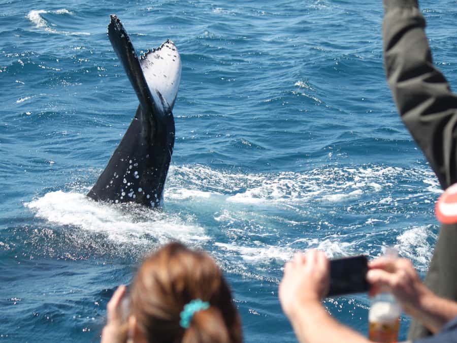 Hervey Bay: Half-Day Whale-Watching Cruise - Meeting Amaroo at the Boat Club