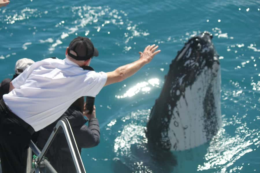 Hervey Bay: Half-Day Whale-Watching Cruise - What You Might See Around Amaroo