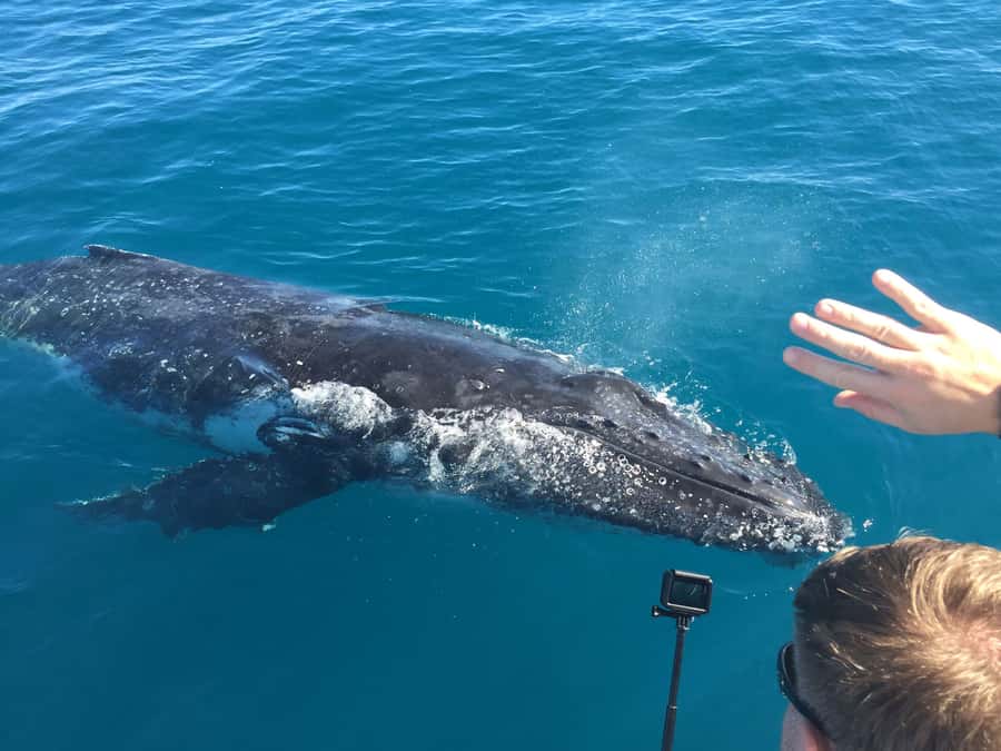 Hervey Bay: Half-Day Whale-Watching Cruise - When to Book and How the Guarantee Works