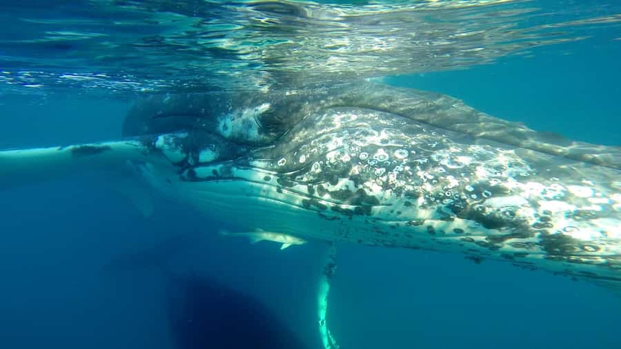 Hervey Bay: Half-Day Whale Watching Cruise - What the Four-Hour Schedule Feels Like