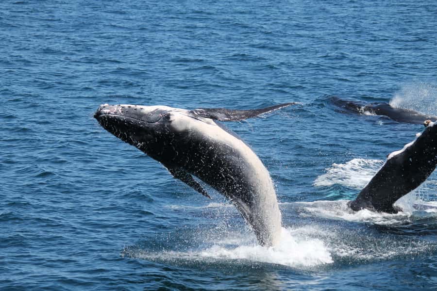 Hervey Bay: Half-Day Whale Watching Cruise - How Much Value Is $109?