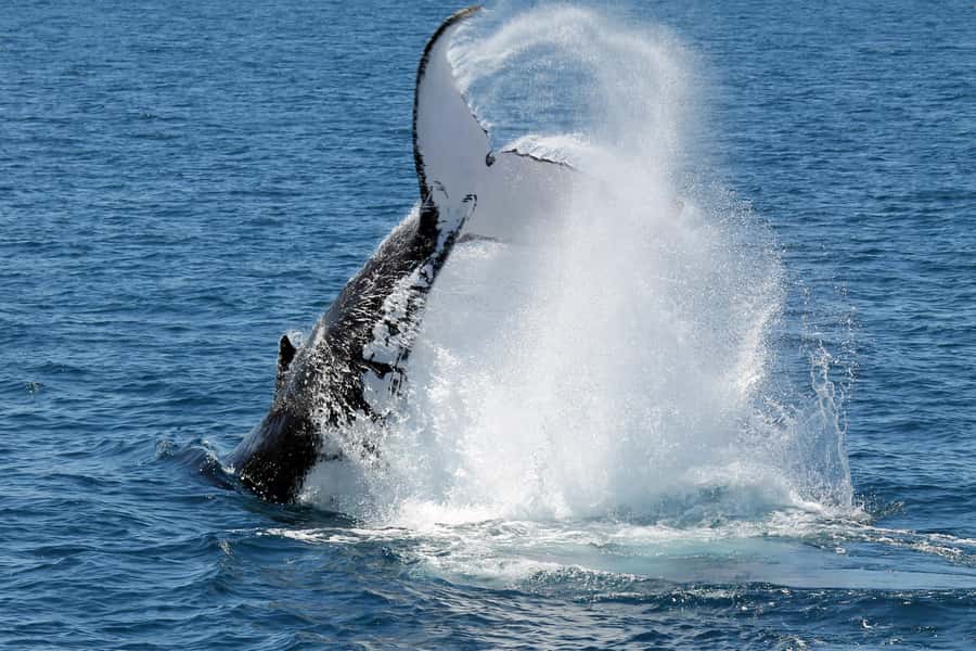 Hervey Bay: Half-Day Whale Watching Cruise - Who Will Enjoy Spirit Most?