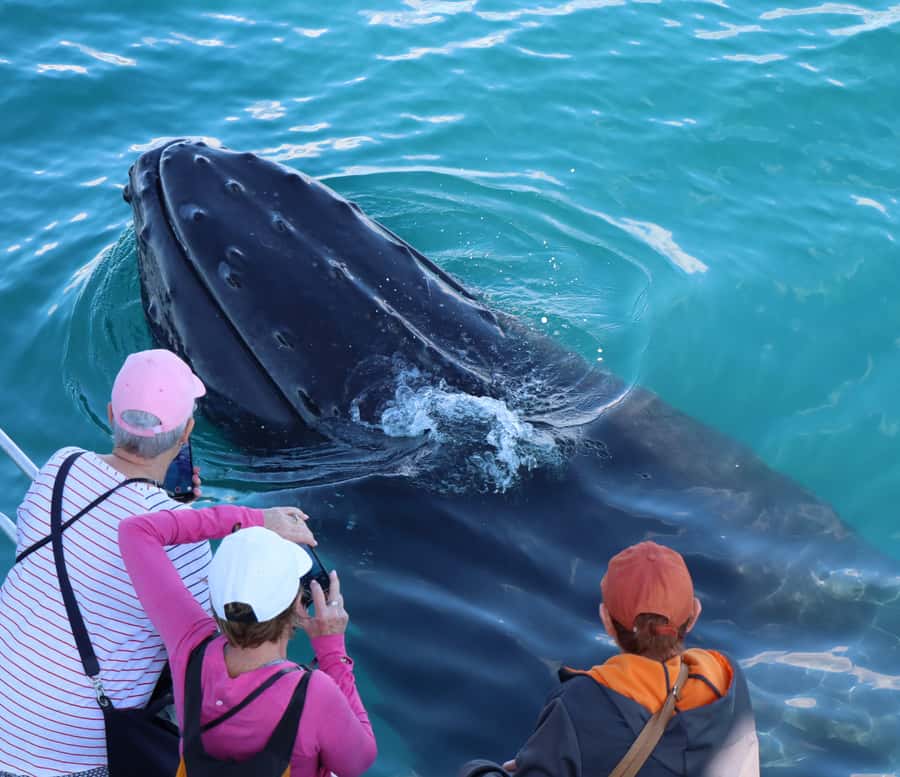 Hervey Bay: Half-Day Whale Watching Cruise - Booking, Cancellation, and Practical Details