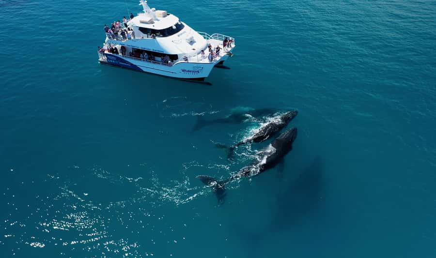 Hervey Bay: Half-Day Whale Watching Cruise with Meal - Key points at a glance