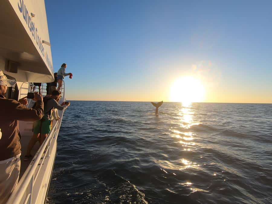 Hervey Bay: Half-Day Whale Watching Cruise with Meal - Best for families, older passengers, and serious whale fans