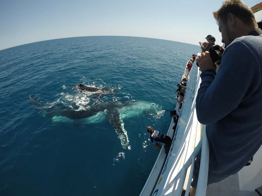 Hervey Bay: Half-Day Whale Watching Cruise with Meal - More than humpbacks in the bay