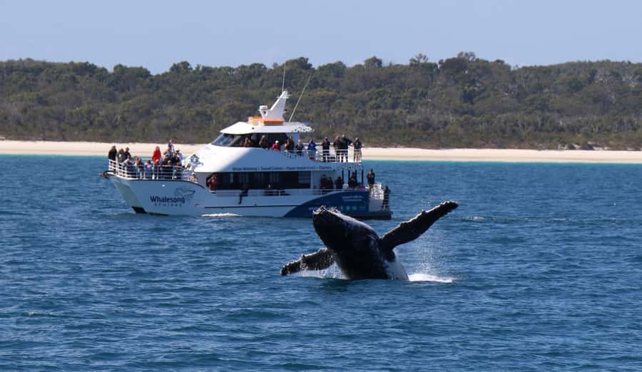 Hervey Bay: Half-Day Whale Watching Cruise with Meal - Comfort, access, and the rough-water question