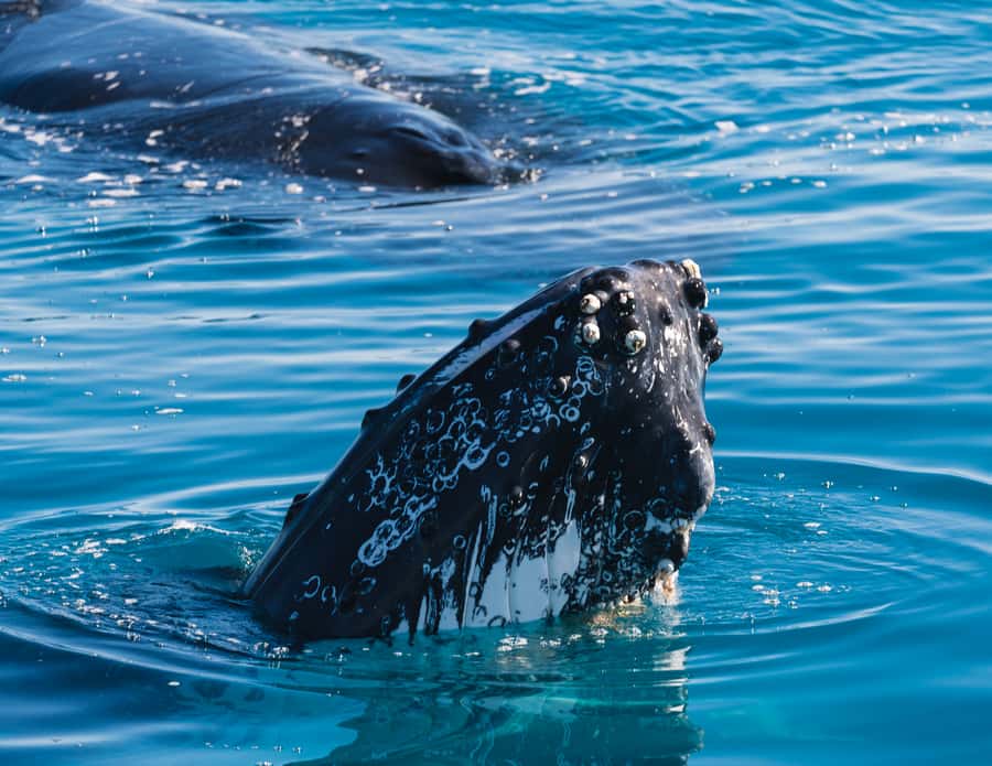 Hervey Bay: Humpback Whale-Watching Half-Day Cruise - Why Hervey Bay is a strong whale-watching base