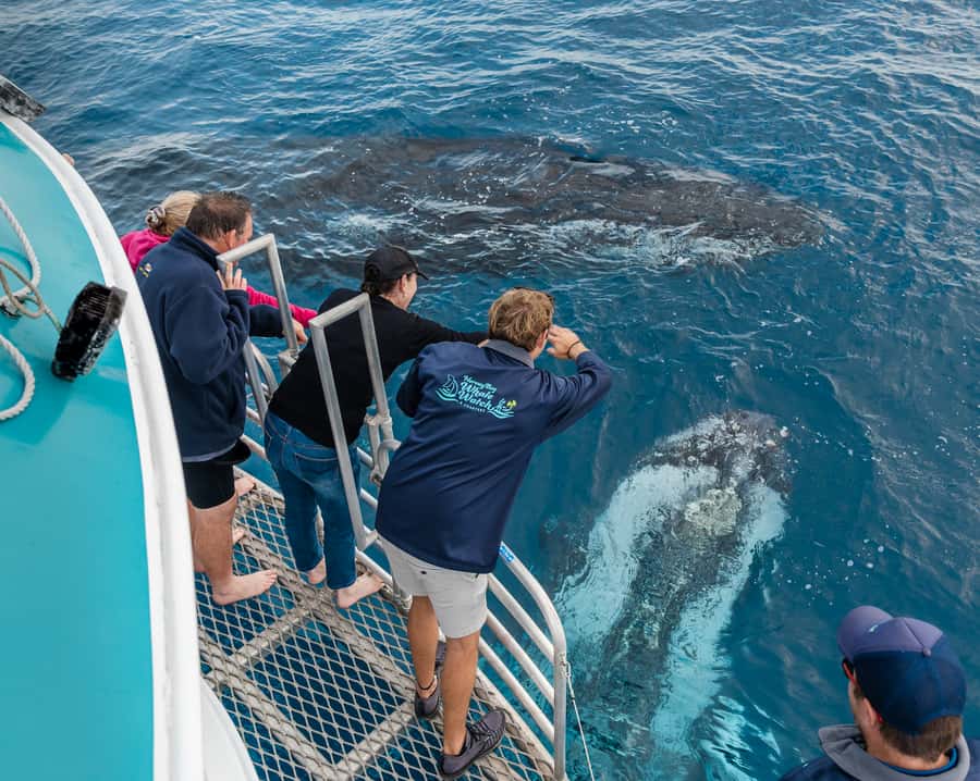 Hervey Bay: Humpback Whale-Watching Half-Day Cruise - The first part of the cruise: setting out into the strait