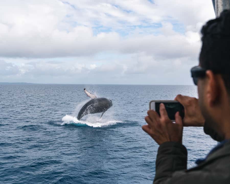 Hervey Bay: Humpback Whale-Watching Half-Day Cruise - Hearing the whales with the onboard hydrophone