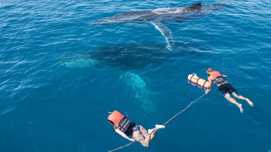Hervey Bay: Humpback Whale-Watching Half-Day Cruise - Photography from the lower decks to the rooftop