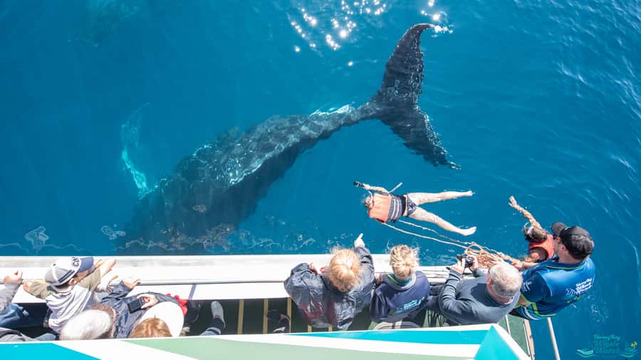 Hervey Bay: Humpback Whale-Watching Half-Day Cruise - What the $84 fare delivers
