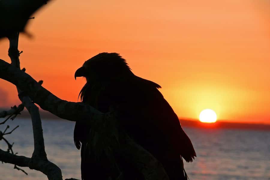 Hervey Bay: Relaxing Sunset Cruise with Champagne and Prawns - Key points at a glance
