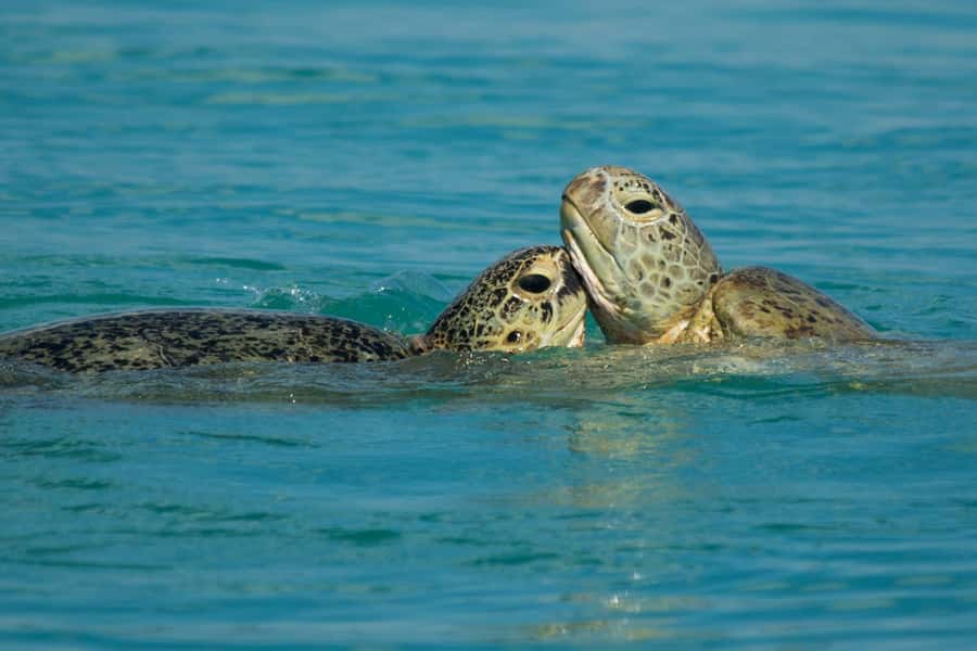Hervey Bay: Turtle Discovery Eco Tour - The cultural side of the experience