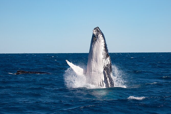 Hervey Bay Ultimate Whale Watching Cruise - A smaller boat with closer-to-the-water views