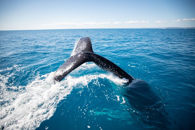 Hervey Bay Ultimate Whale Watching Cruise - The strongest part of the experience: the crew
