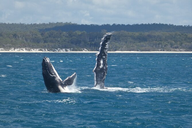 Hervey Bay Ultimate Whale Watching Cruise - Is $85.35 good value?