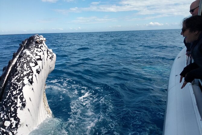 Hervey Bay Ultimate Whale Watching Cruise - Boarding at Great Sandy Straits Marina