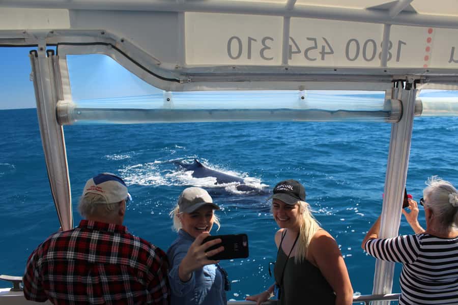Hervey Bay: Ultimate Whale Watching Experience - Key points at a glance