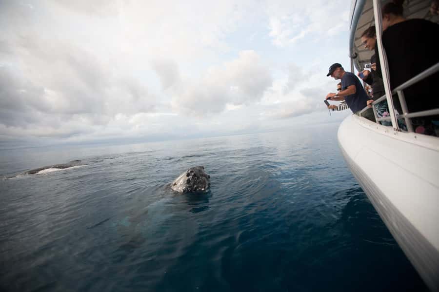Hervey Bay: Ultimate Whale Watching Experience - Booking and cancellation details worth knowing