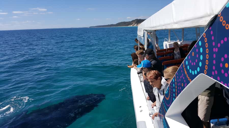 Hervey Bay: Ultimate Whale Watching Experience - Why Platypus Bay makes this a strong whale watch
