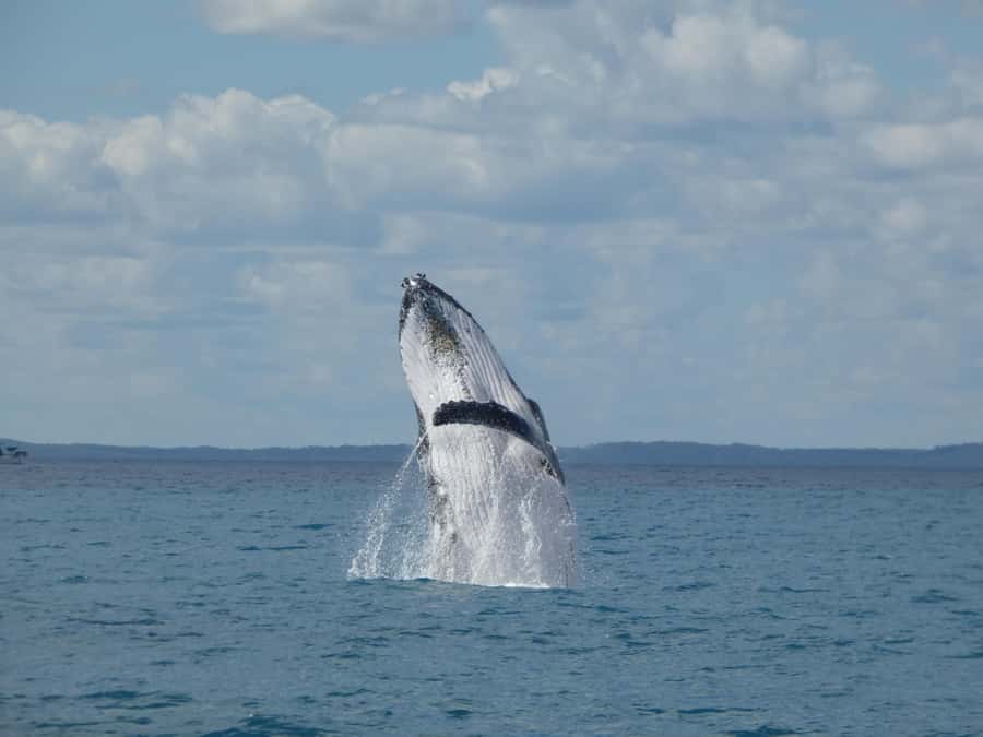 Hervey Bay: Ultimate Whale Watching Experience - Three hours of searching, watching, and listening