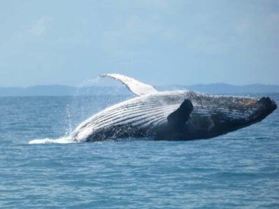Ultimate Whale Watching Experience