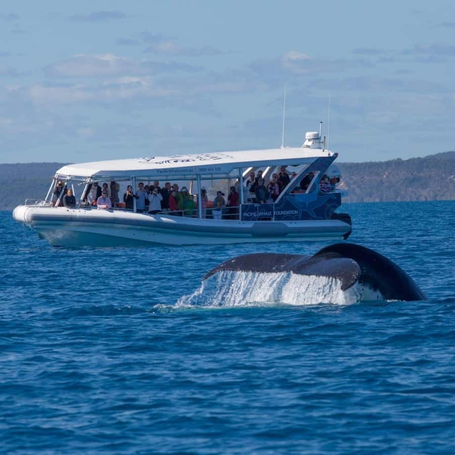 Hervey Bay: Ultimate Whale Watching Experience - What whale encounters can really be like