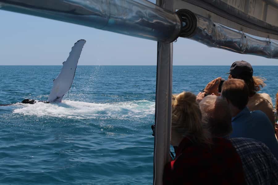 Hervey Bay: Ultimate Whale Watching Experience - Marine scientists make the trip more useful