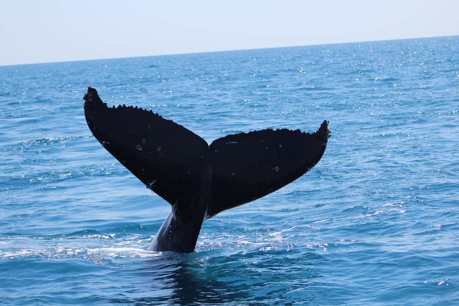 Hervey Bay: Ultimate Whale Watching Experience - Is the $84 price fair?