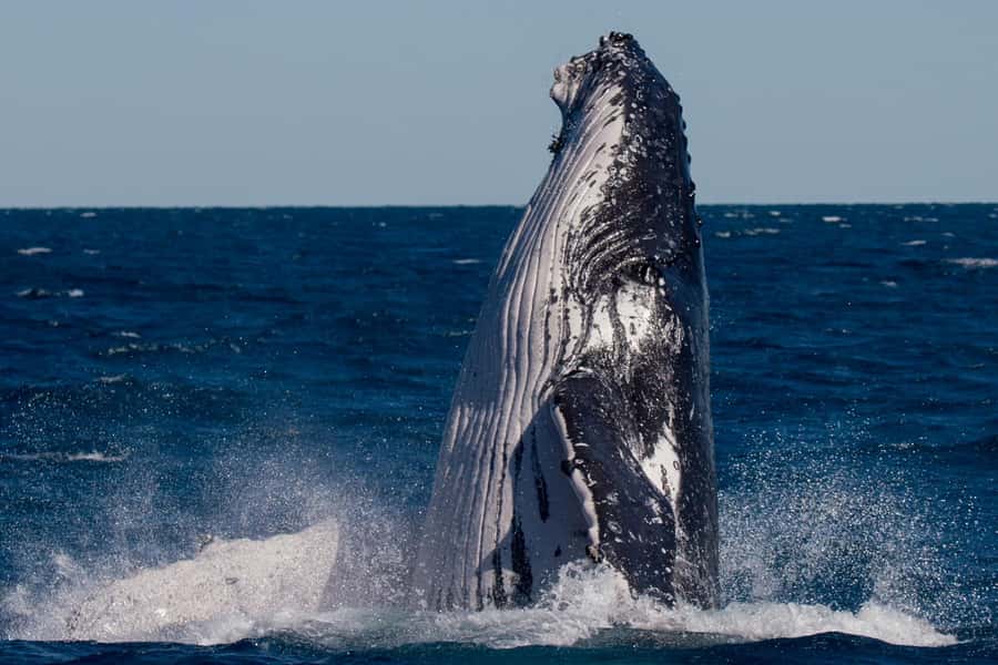 Hervey Bay: Ultimate Whale Watching Experience - Who should book this whale watch?