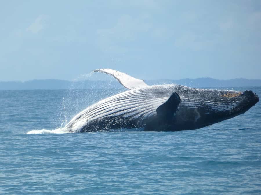 Hervey Bay: Ultimate Whale Watching Experience - The Ocean Defender gives you a closer view